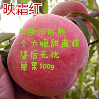 平邑县映霜红桃苗 嫁接苗，现挖现卖，品质保证，后期免费指导
