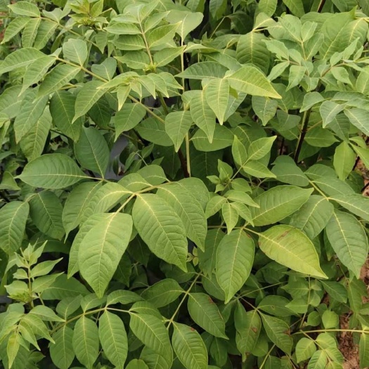 樟树市 吴茱萸苗