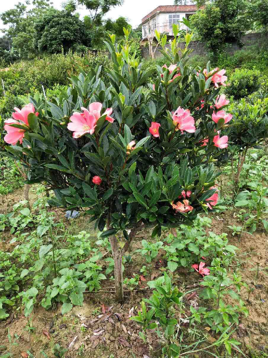 四季山茶花 杜鹃红山茶花 盆栽夏天阳台窗台种植