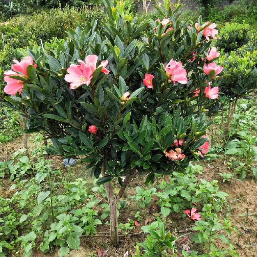 灵山县四季山茶花 杜鹃红山茶花 盆栽夏天阳台窗台种植