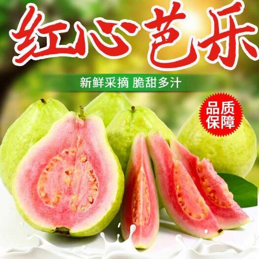 南宁 广西红心芭乐