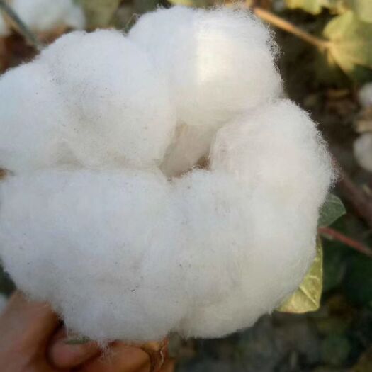 阿克苏市皮棉，新疆棉花