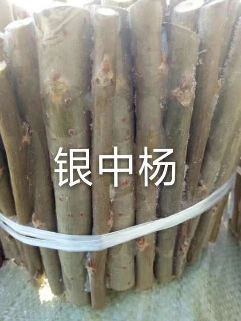 林甸县其它苗木