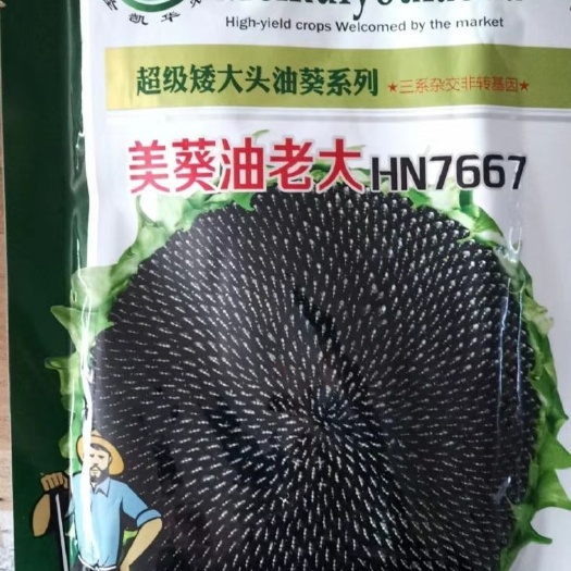 夏邑县向日葵种子 美葵油老大油葵种子矮大头油葵系列三系杂交油葵