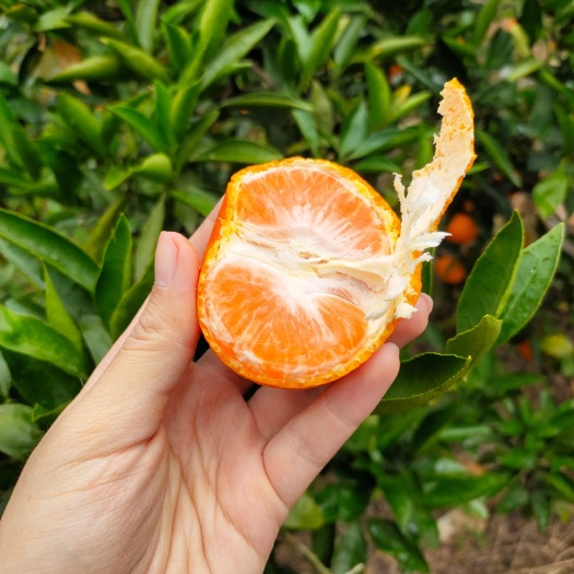 临海市涌泉蜜桔 涌泉蜜橘  超甜多汁
