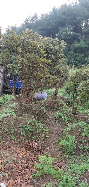 富源县高山杜鹃 经过本地移栽，成活率高达%95以上，希望大家买的放心