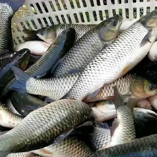 忠县池塘草鱼  大量草鱼鲤鱼供应，6.8元一斤
