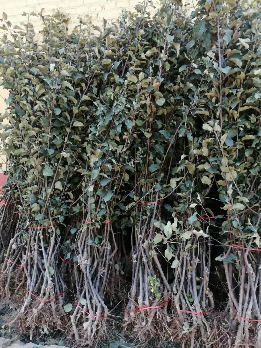 m26矮化砧苹果苗 矮化苹果苗   纯度保证   包成活  死苗补发