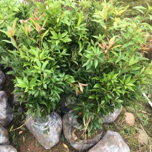 洪雅县桢楠杯苗