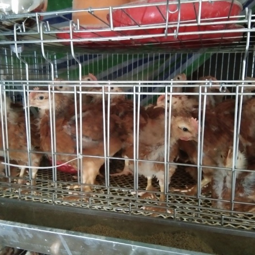 三台县 九斤黄脱温鸡苗