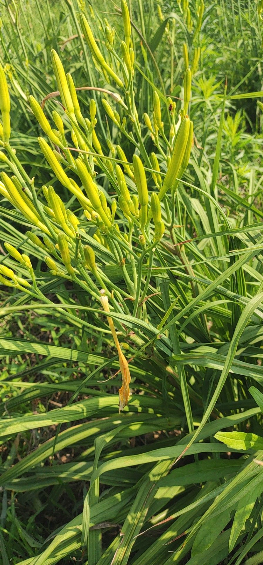 黄花菜苗 大朵青果四季黄花菜