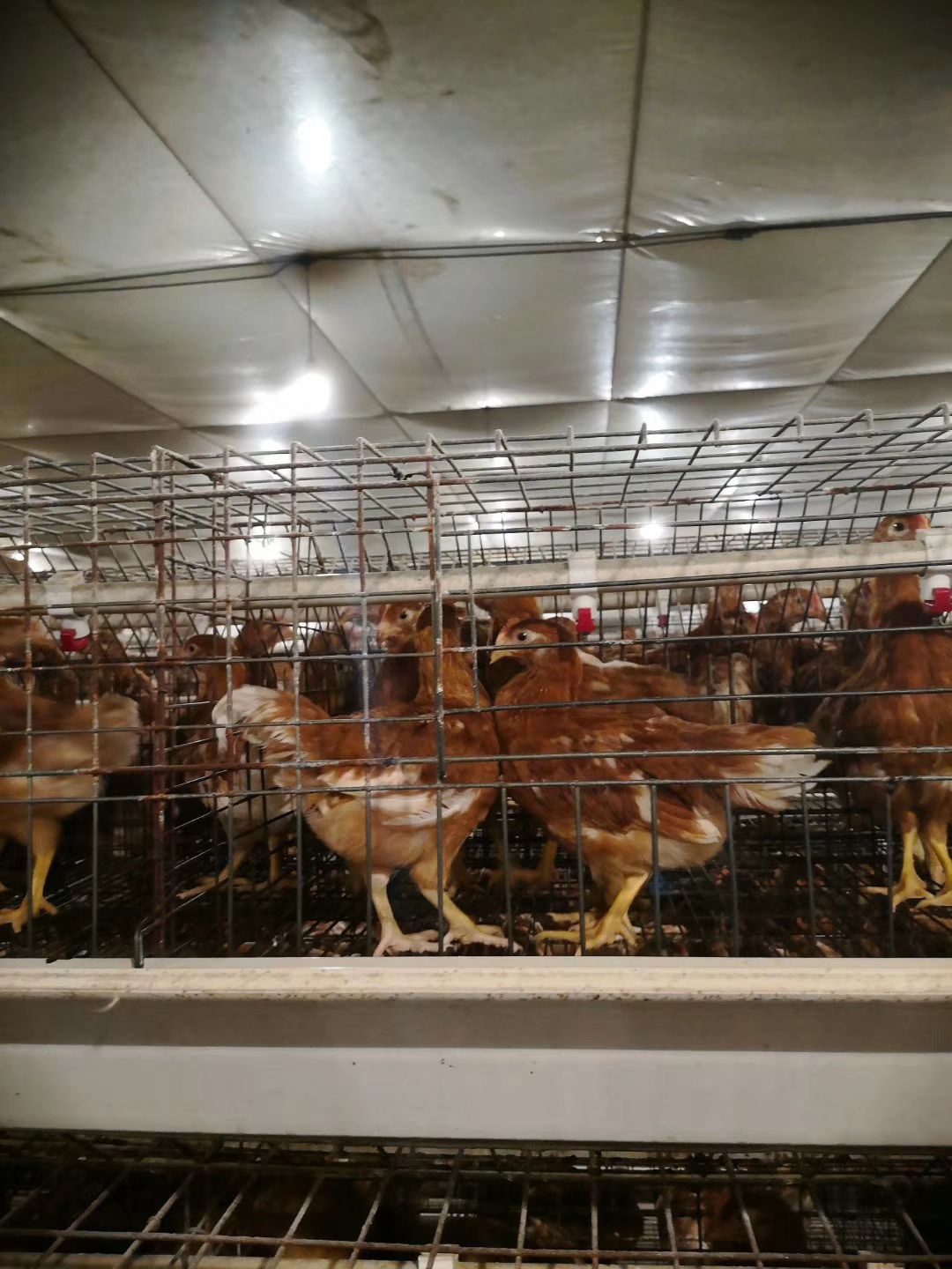  优质60-90日龄京红-号青年鸡！产蛋高！防疫到位！