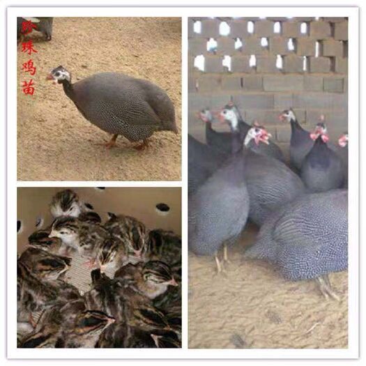 南宁珍珠鸡苗 诚信交易质量保证运输途中包活