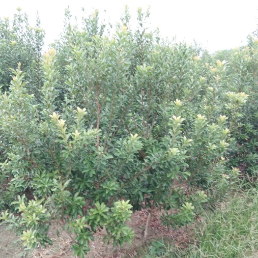 靖州县黑高峰杨梅树苗