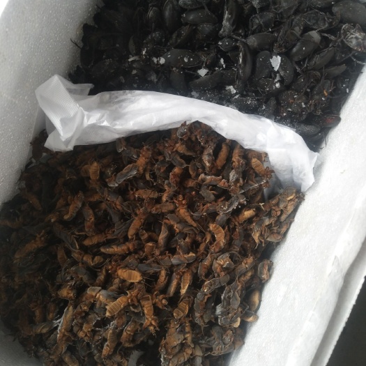 虎林市东北金边龙虱