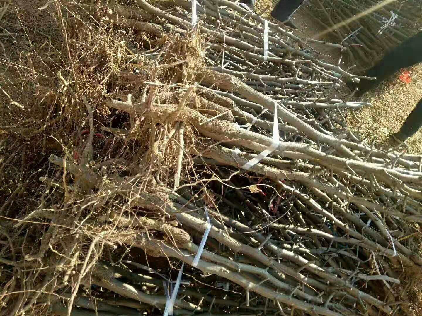 沾化冬枣二号树苗  一代冬枣树苗