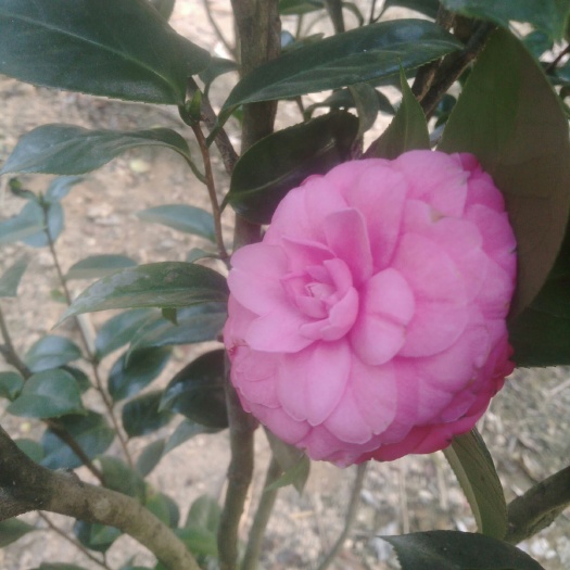永春县 茶花十八学土小五彩
