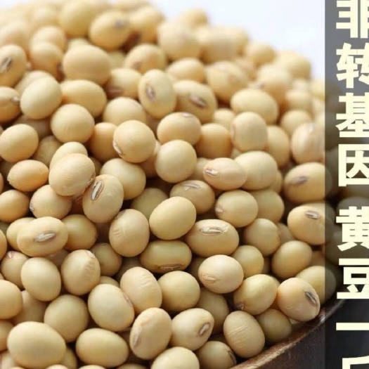 黄大豆  精品农家黄豆，绿色农产品，质量