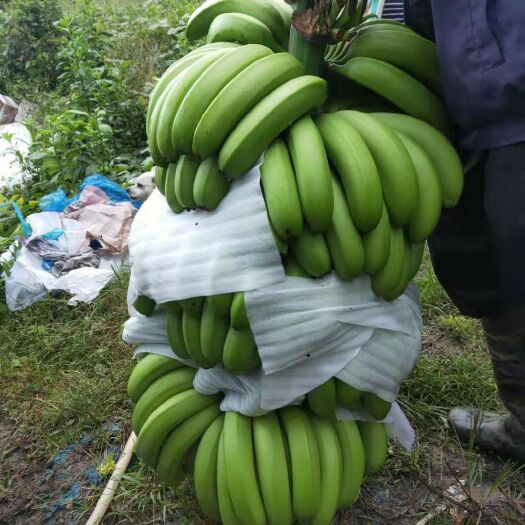 景洪市西双版纳香蕉 七成熟
