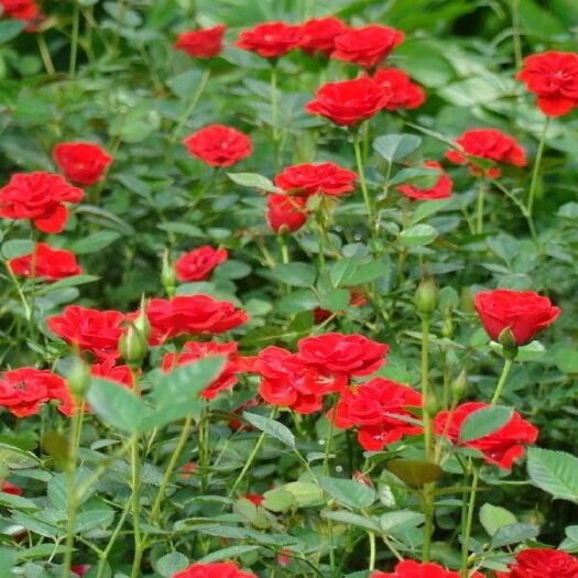 月季花 丰花月季 钻石月季大花月季基地直销 价格实惠