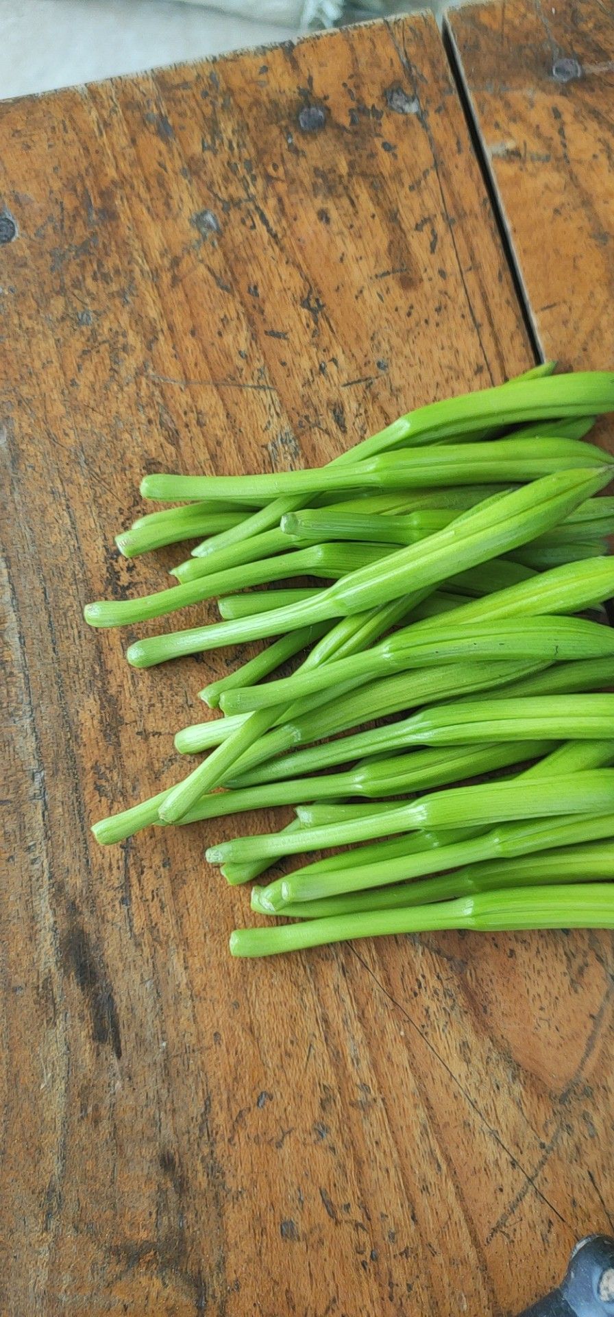 黄花菜苗 大朵青果四季黄花菜