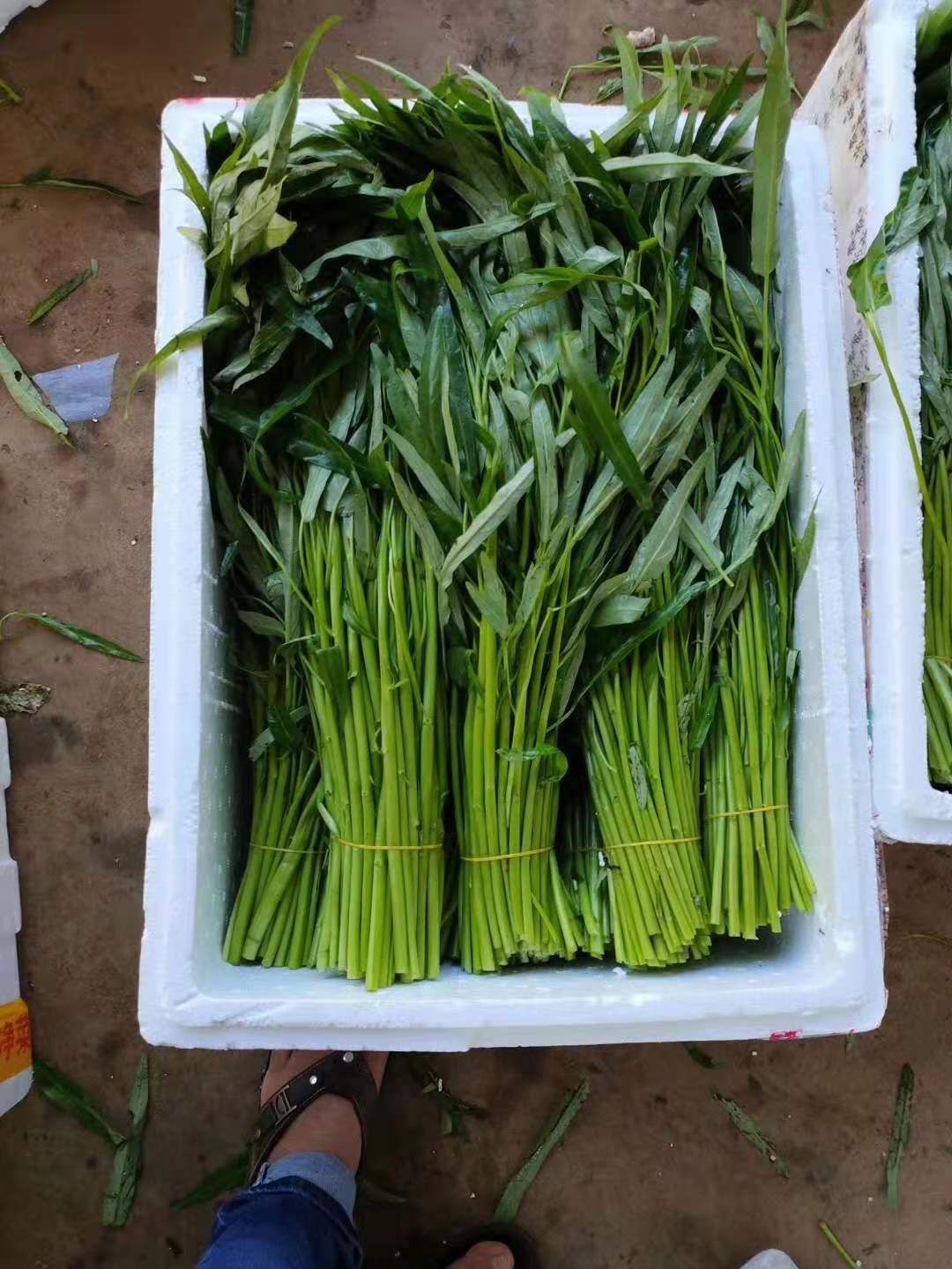 竹叶空心菜 好着又便宜