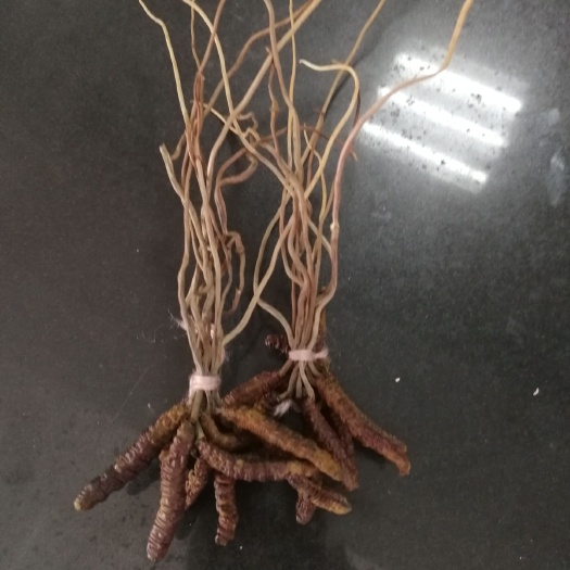 雷波县凉山虫草