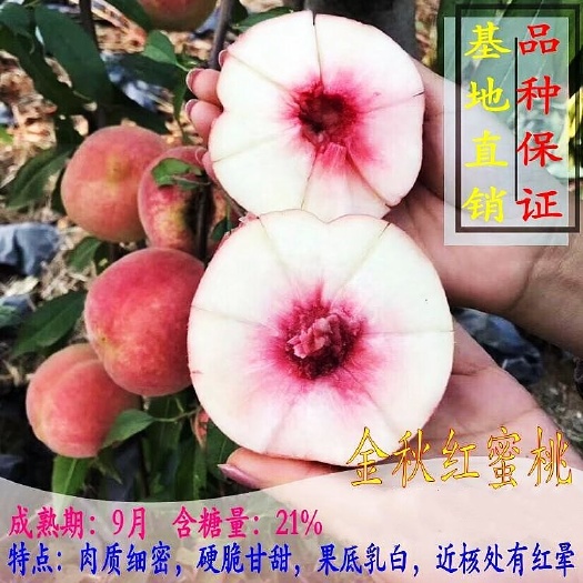 平邑县金秋红蜜桃苗  正宗嫁接苗
冬桃优良品质
易管理
产量高