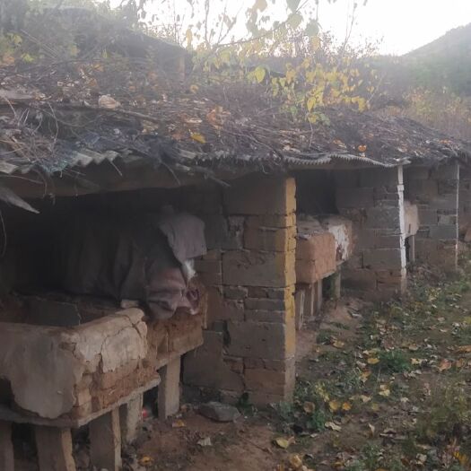 南召县 南阳宝天曼土蜂蜜