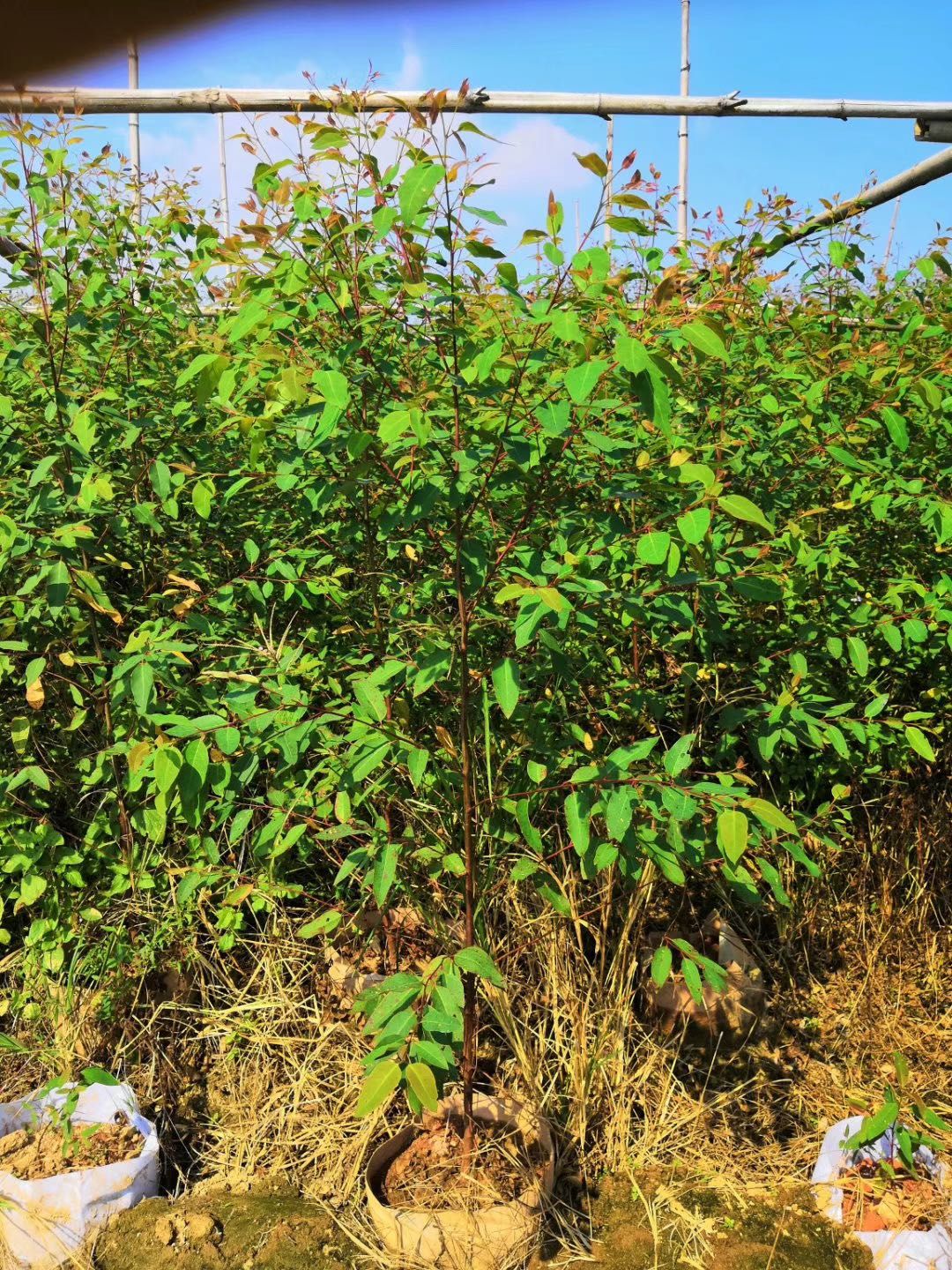 桉树苗100公分1米1.5米2米高行道树苗工程苗无纺布袋苗