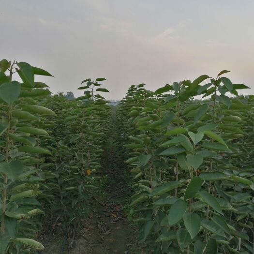 泰安吉塞拉樱桃苗  布鲁克斯，美早，辉煌，8-5，塔玛拉，齐早等