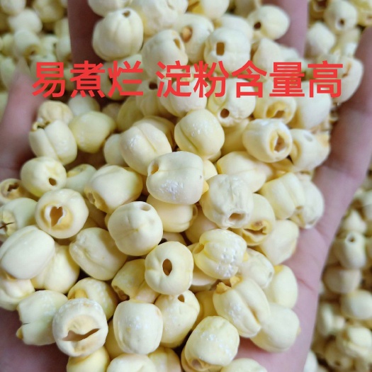 湘潭县湖南大水泡白莲子 中粒 大粒 粒粒饱满 货真价实 厂家直销