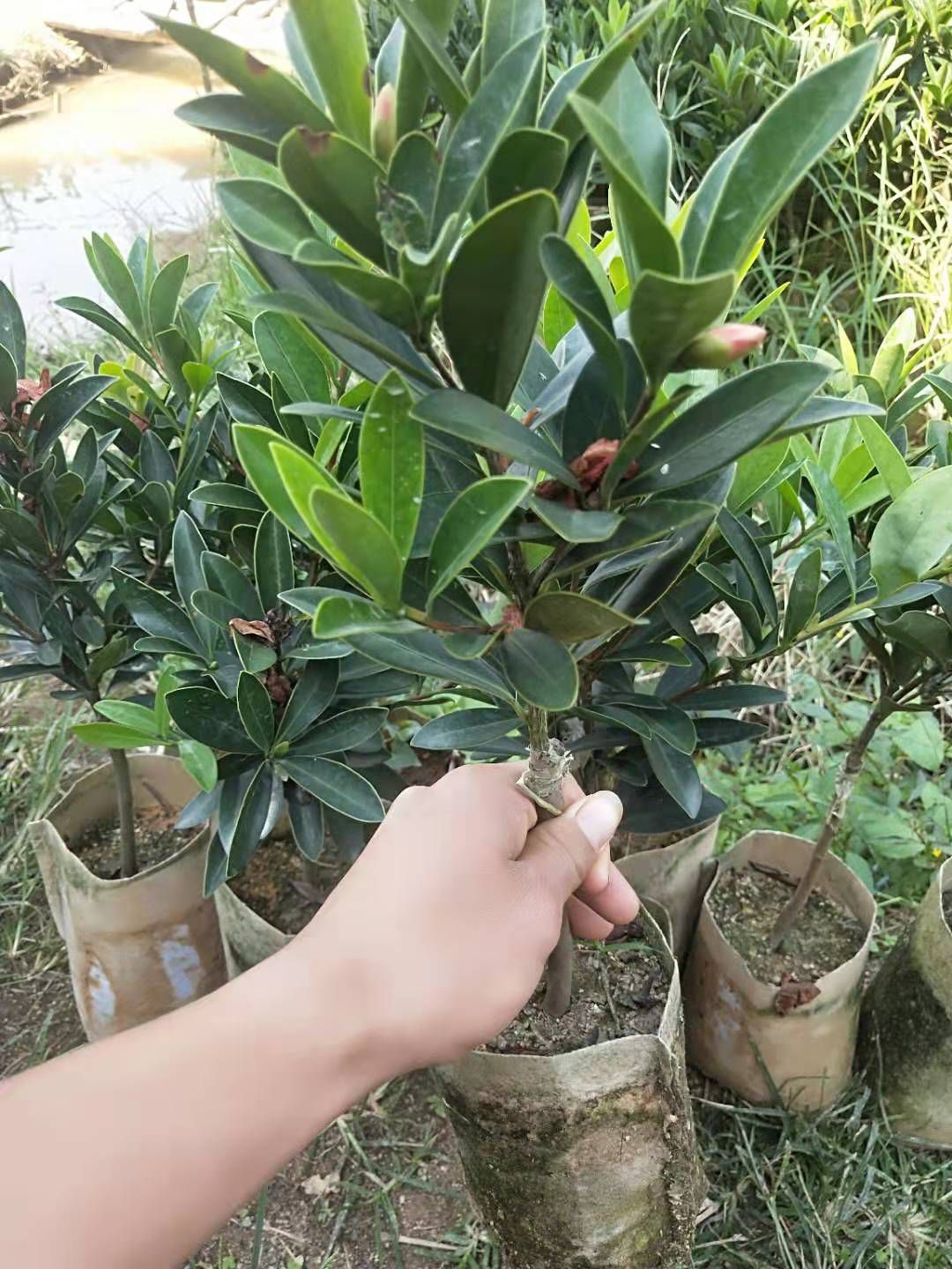 四季山茶花 杜鹃红山茶花 盆栽夏天阳台窗台种植