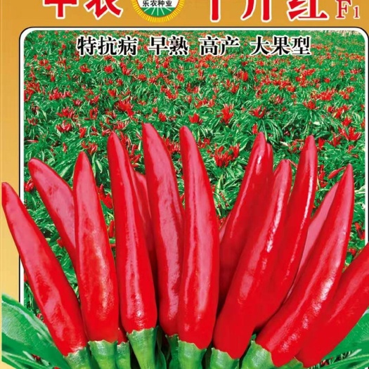 定州市杜绝假货朝天椒种子三英八号簇生抗倒伏抗旱抗涝稳产中辣
