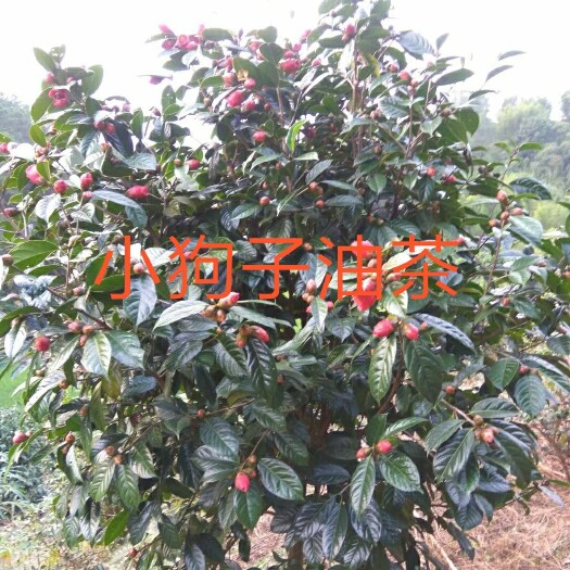 大果紅花油茶 嫁接苗  廣西藤縣產(chǎn)地直銷