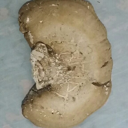 海林市 白灵芝