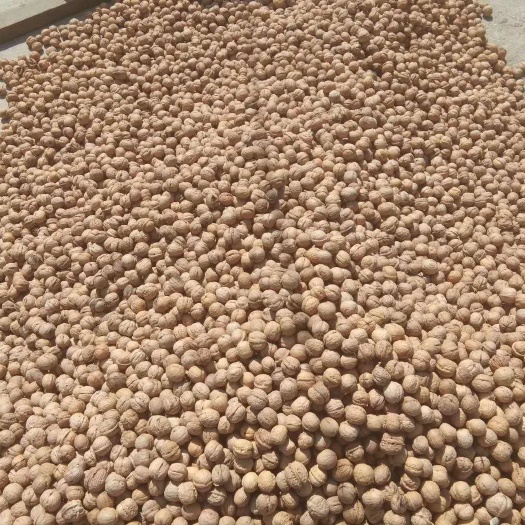深圳 自家种薄皮核桃，无污染绿色食品