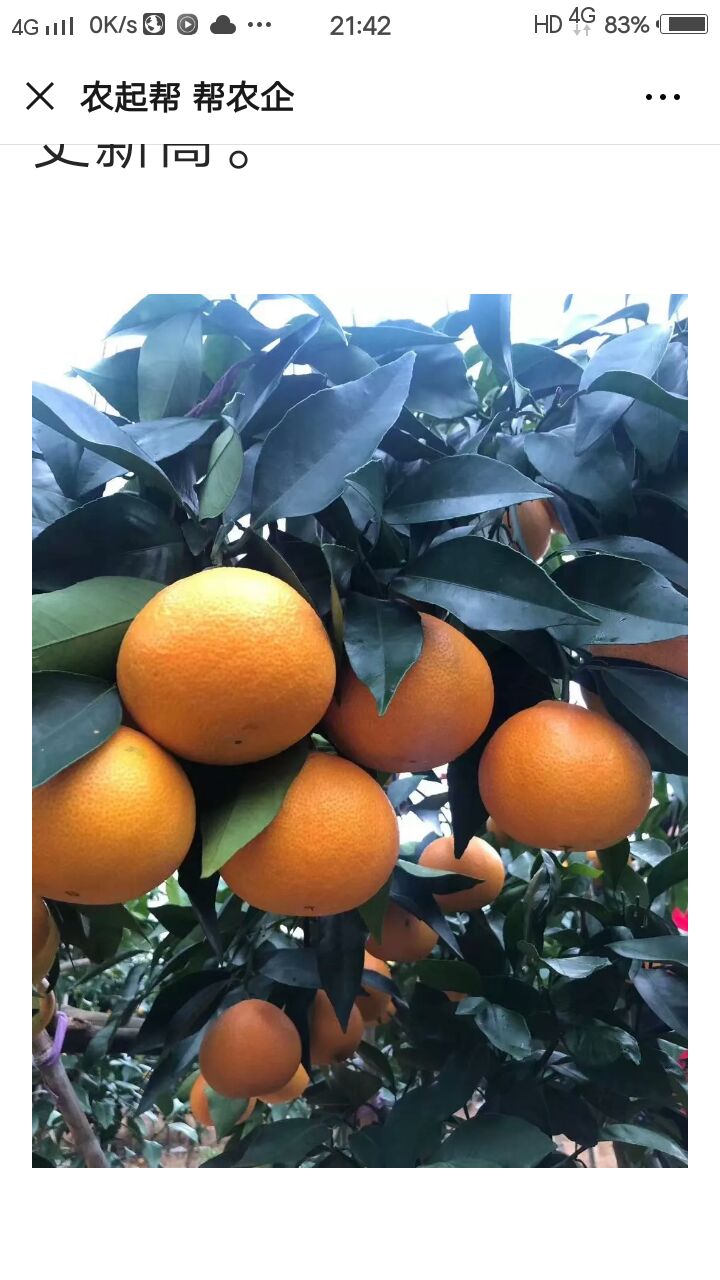  浙江省象山县的宫川蜜桔皮薄汁多味儿甜