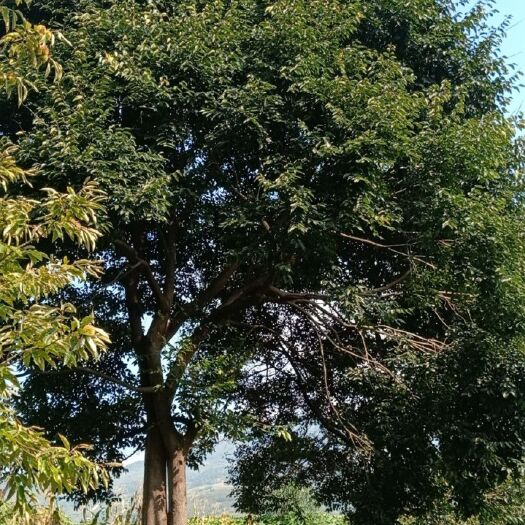 宜良县映山红 滇朴   四照花