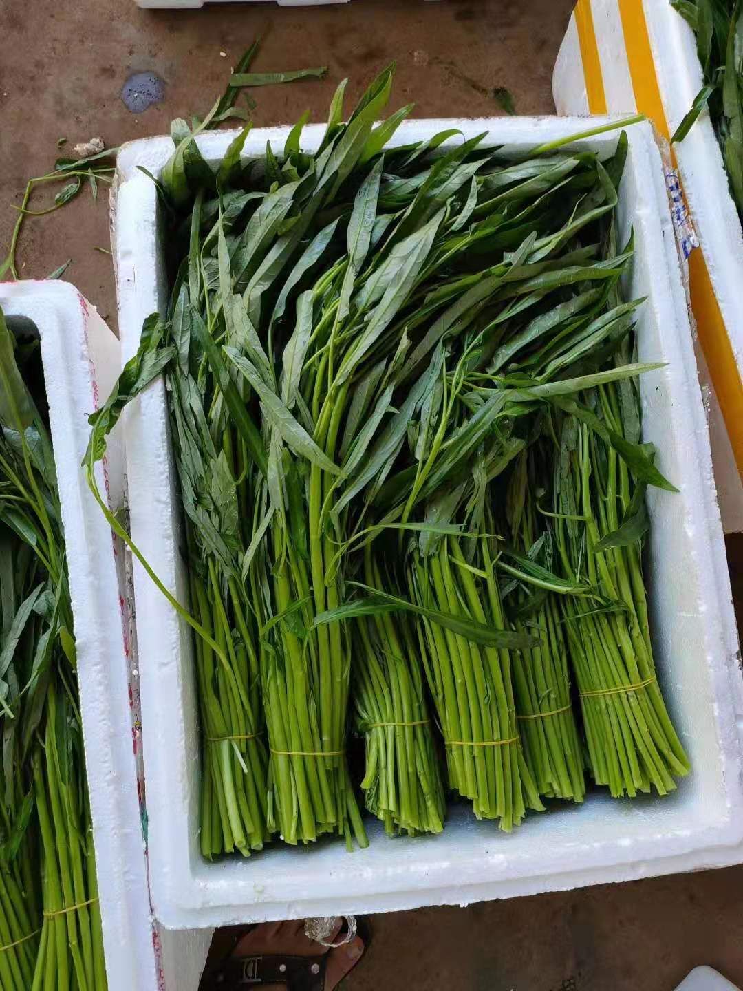 竹叶空心菜 好着又便宜