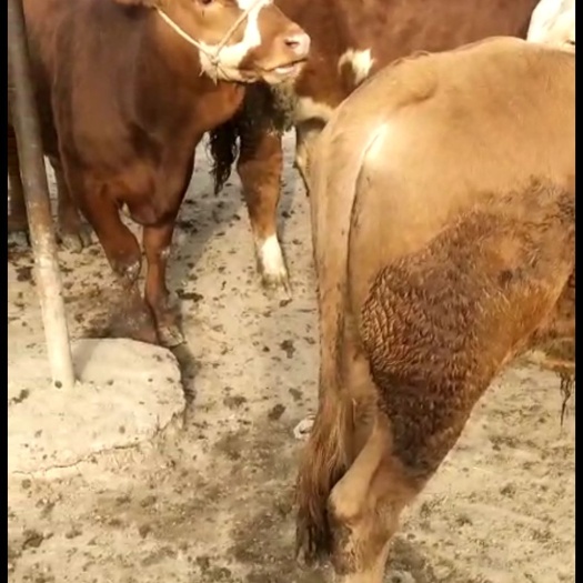 礼县牛，肉牛，品种牛