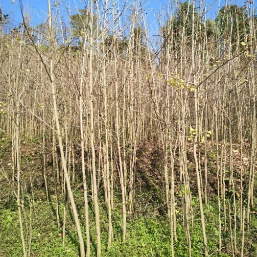 雅安 银杏树苗