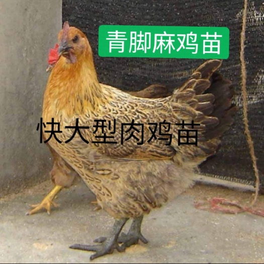 南宁 大种青脚麻鸡苗 60天长5斤  出壳疫苗全国发货质量保证