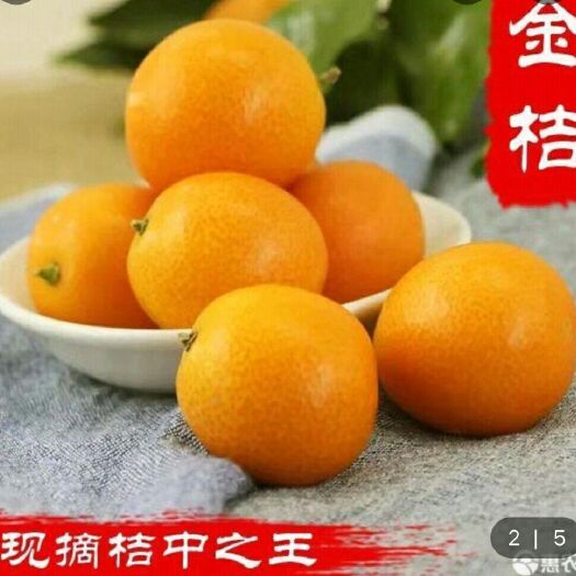 石家庄 桂林金桔