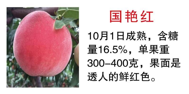 一品桃树苗 山东省菏泽市巨野县老刘精品桃苗基地