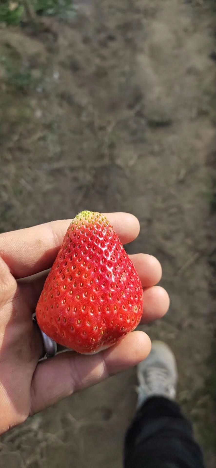 宁玉草莓 果大多汁