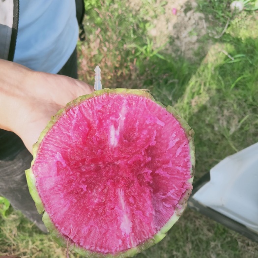天门市 精品心里美萝卜，味甘甜，爽脆，大量上市