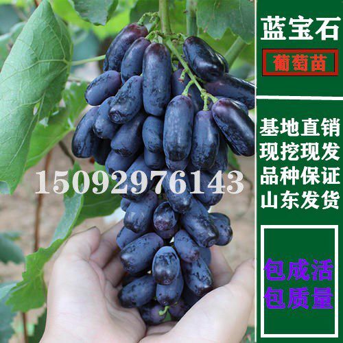 平邑县蓝宝石葡萄苗 正宗甜蜜蓝宝石苗 包品种 包成活
