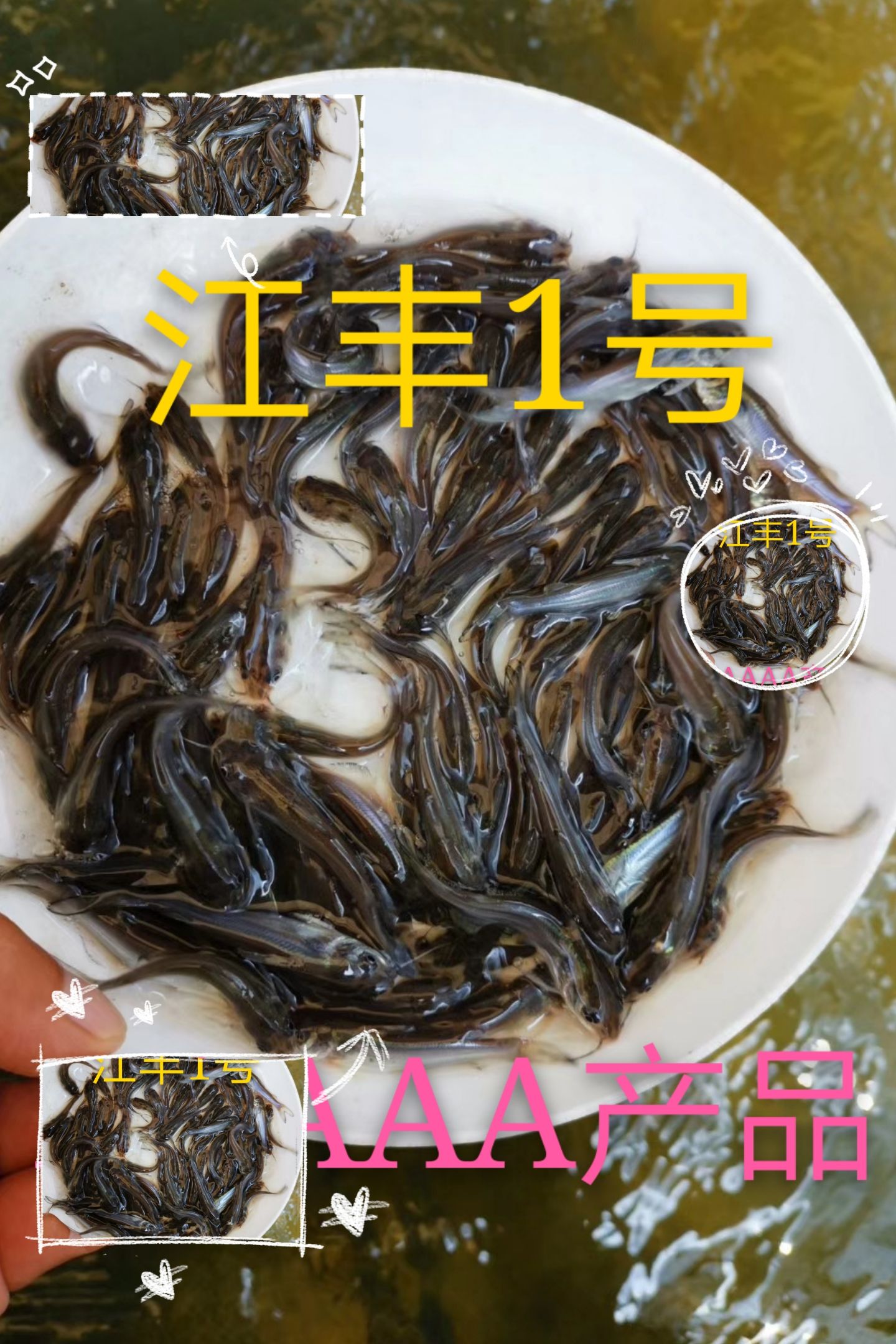 斑点叉尾鮰鱼  大量出售，斑点叉美蛔鱼，有4-5-6公分，50万起0.15元