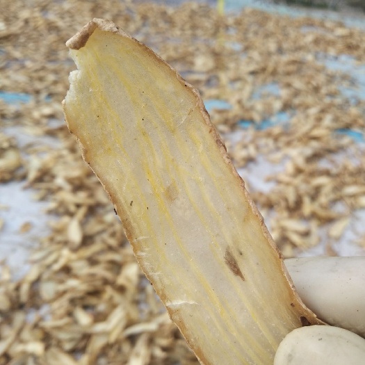 丹凤县 现货一吨天麻片